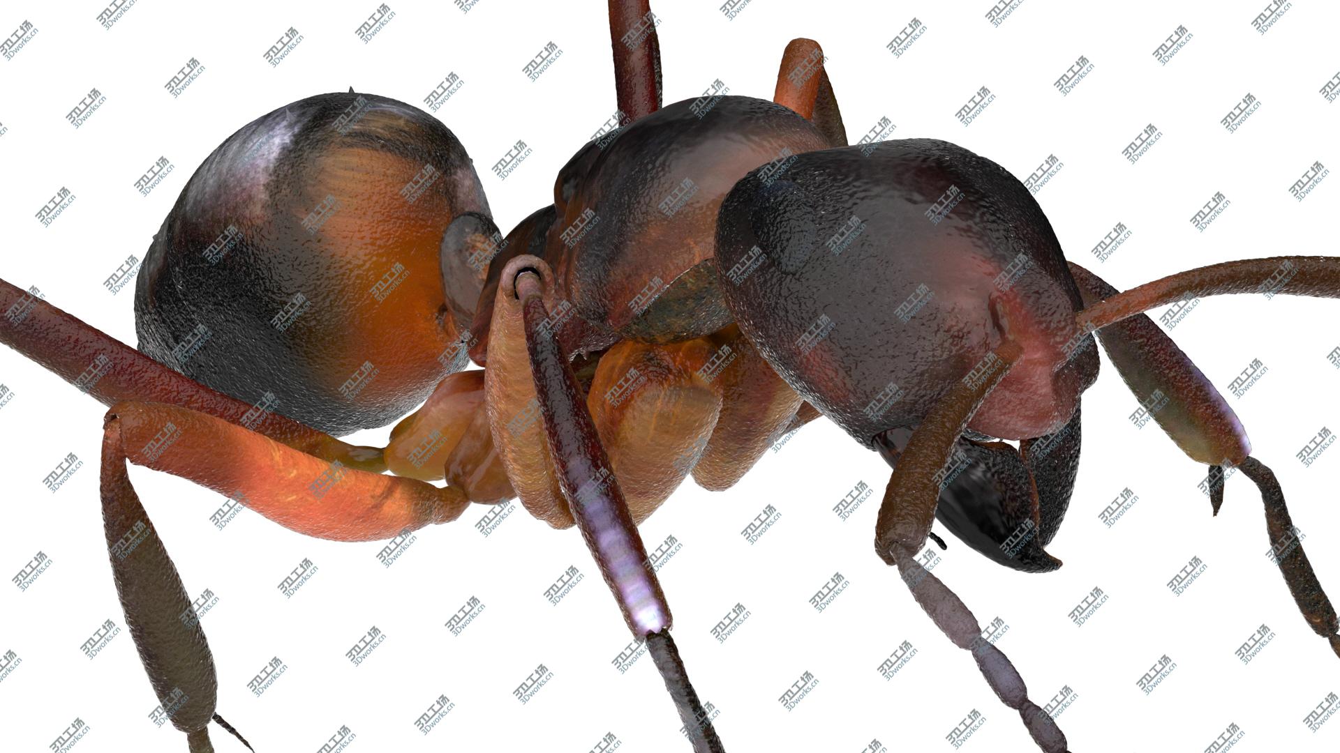 images/goods_img/2021040161/Red Ant Bug 3D/5.jpg